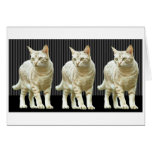 Three Snazzy Cats