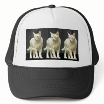 Three Snazzy Cats