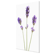 Three stems of English purple lavender flowers, Gallery Wrap Canvas