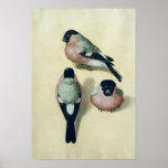 Three studies of a bullfinch posters