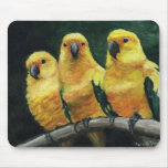 "Three Sun Conures" Bird Art Mouse Pad mousepads