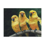 "Three Sun Conures" Bird Art Postcard