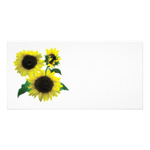 Three Sunflowers Photo Card Template
