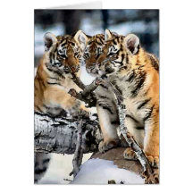 Three Tiger Cubs In Snow Art Gifts Card