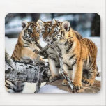 Three Tiger Cubs In Snow Art Gifts mousepads