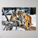 Three Tiger Cubs In Snow Art Gifts posters