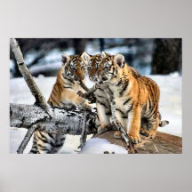 Three Tiger Cubs In Snow Art Gifts Print