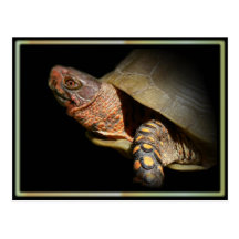 Three-toed Box Turtle Postcard.