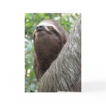 Three Toed Sloth Greeting Card