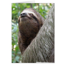 Three Toed Sloth Greeting Card