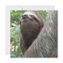 Three Toed  Sloth Invitations