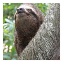 Three Toed  Sloth Invitations