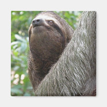 Three Toed Sloth Magnet