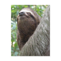 Three Toed Sloth Postcard