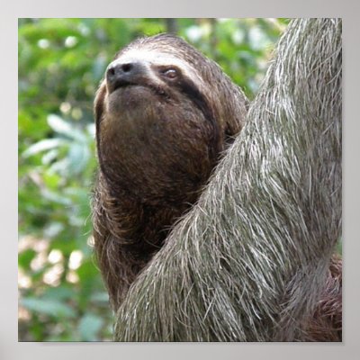 Three Toed Sloth Poster