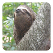 Three Toed Sloth Sticker