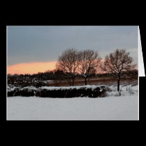 Three Trees in Winter cards