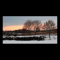 Three Trees in Winter photo cards