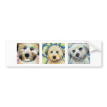 Three Wheaten Terrier paintings - fun dog art bumper stickers