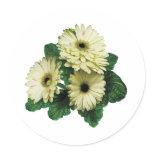 Three White Gerbera Daisies Sticker