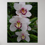 Three White Orchids Print