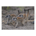 Three Wise Pups - Seasons Greetings Card