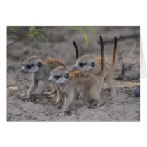 Three Wise Pups - Seasons Greetings Card cards