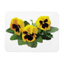 Three Yellow Pansies Magnet