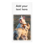 Three Young Bulldogs are Having Fun Wrestling! Photo Card