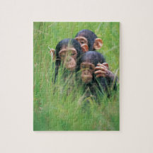 Three young Chimpanzees (Pan troglodytes) in Puzzle