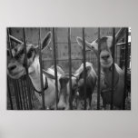ThreeAmigos posters