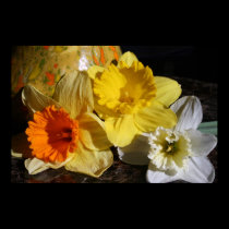 Threesome Of Daffodils posters