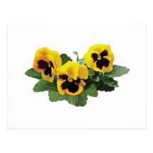 ThreeYellowPansies Post Cards