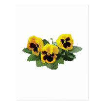 ThreeYellowPansies Postcards