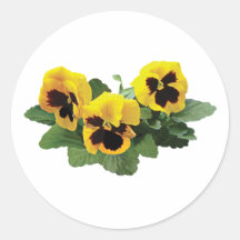 ThreeYellowPansies Stickers