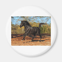 Through the Autumn leaves Refrigerator Magnet