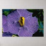 Thumbergia erecta, acanthaceae  flowers print