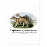 Thylacinus cynocephalus (Tasmanian tiger or wolf) Post Cards