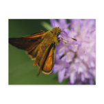 Thymelicus lineola postcards