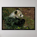 "Tian Tian 4" Giant Panda nature photograph animal posters