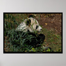 "Tian Tian 4" Giant Panda nature photograph animal Poster