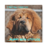 Tibetan Mastiff Attitude magnets