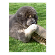 Tibetan Mastiff Jampo with broom Post Cards