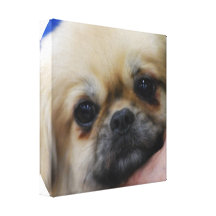 Tibetan Spaniel  Canvas Print