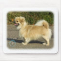 Tibetan Spaniel mousepads