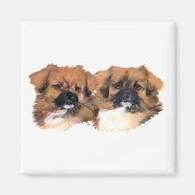 Tibetan Spaniels Head Study Magnet