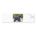 Tibetan Terrier bumper stickers