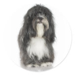Tibetan Terrier Sticker