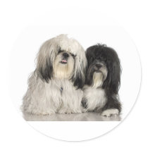 Tibetan Terrier Sticker