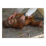 Tickle the Tummy cards